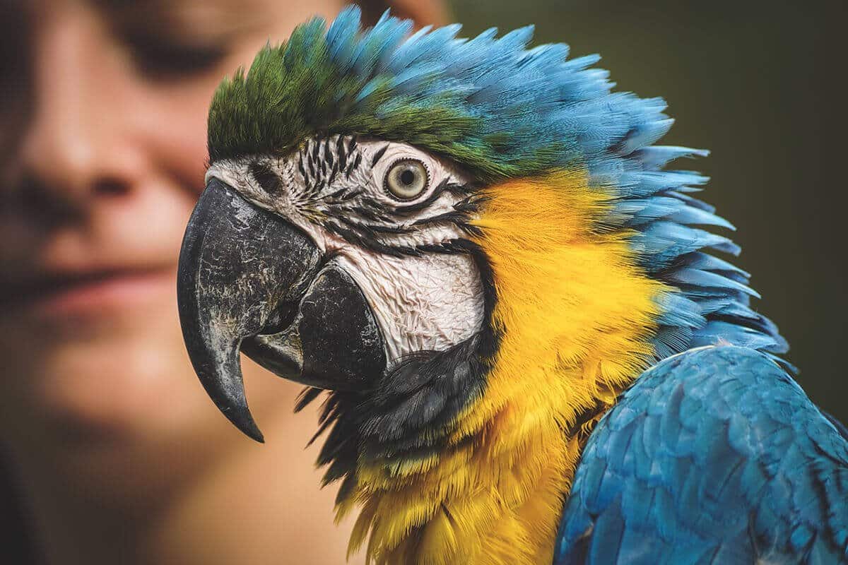 Parrots' Safety Belongs To Their Owners.
