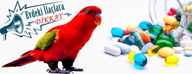 Do not leave medicine in the open at home, curious parrots will definitely taste it.