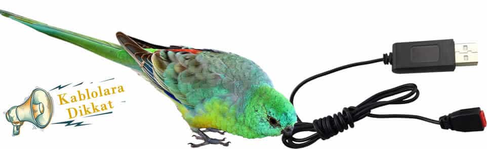 Ev içerisindeki kabloları kamufle ediniz aksi takdirde doğası gereği papağan o kabloları kemirebilir