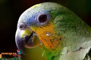 papağan hakkında
