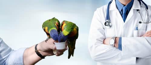 Papağan Doktor, Veteriner Muayene Ücreti Fiyatları