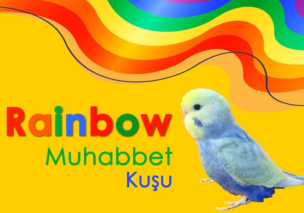 rainbow muhabbet kuşu özellikleri