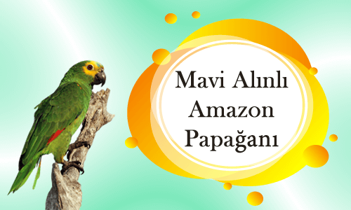 Blue Frontend Amazon Papağanı