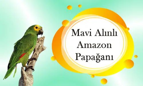 Blue Frontend Amazon Papağanı