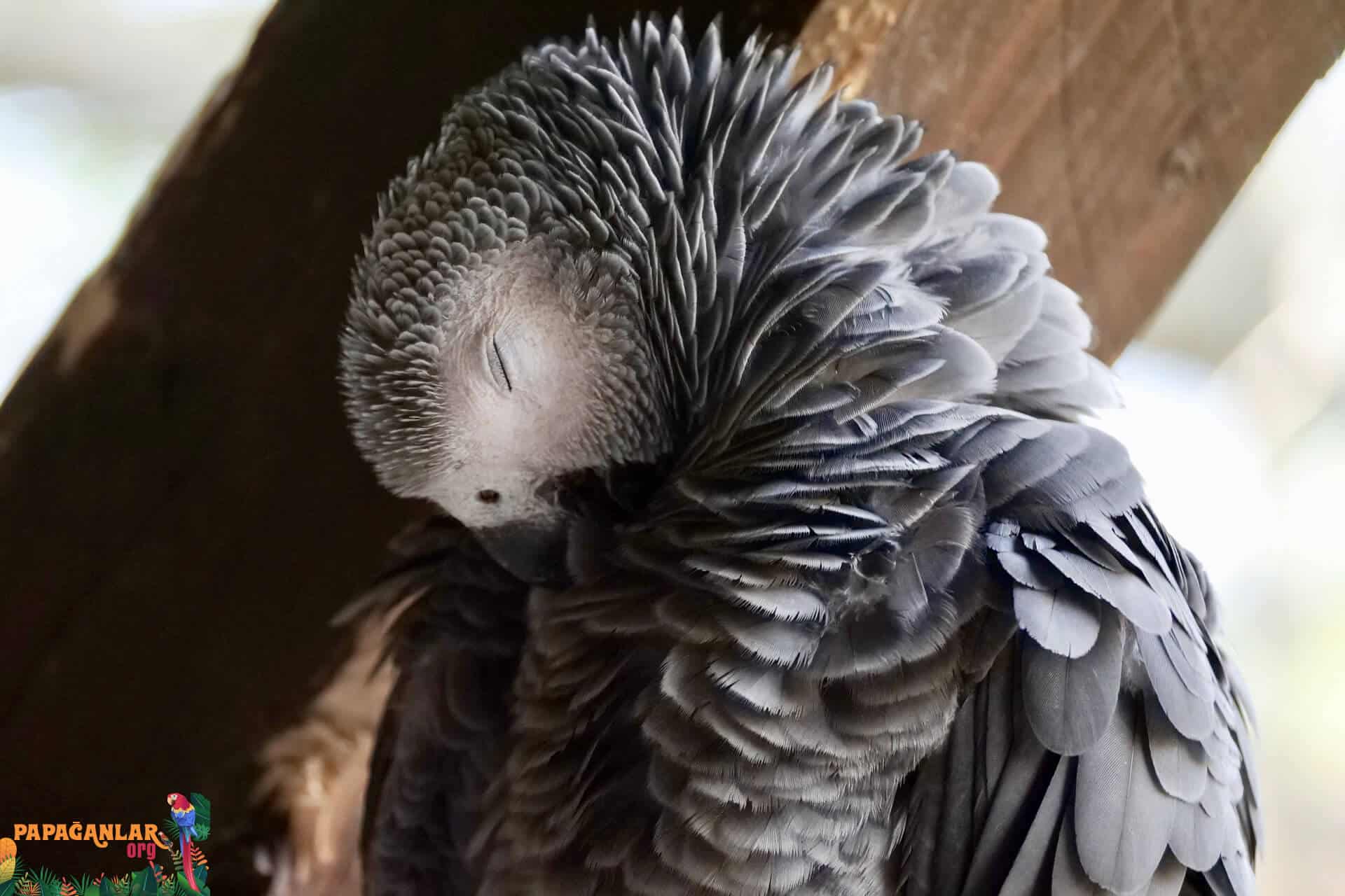 Jaco Parrot Feather Care