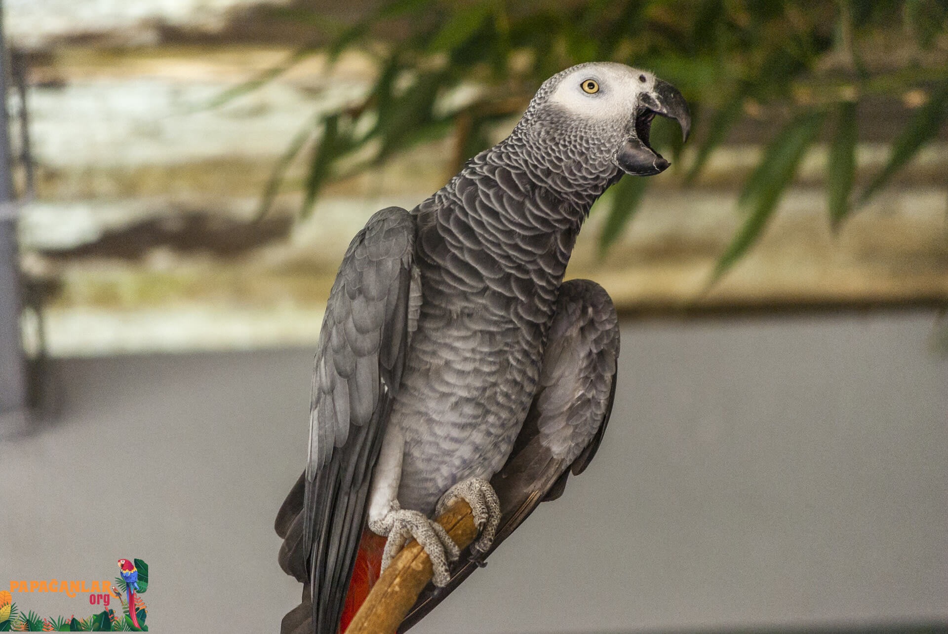 African Gray Parrot Feathering