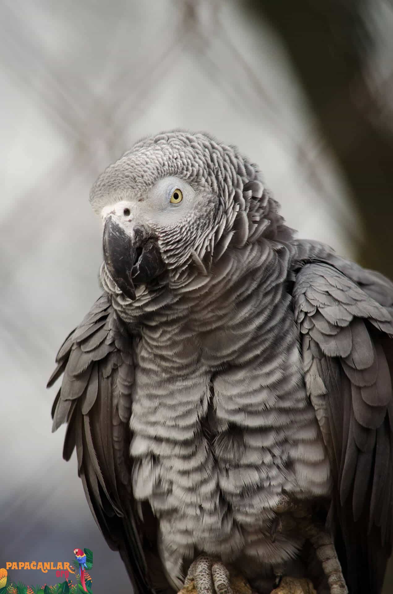 African Gray Parrot Moulting