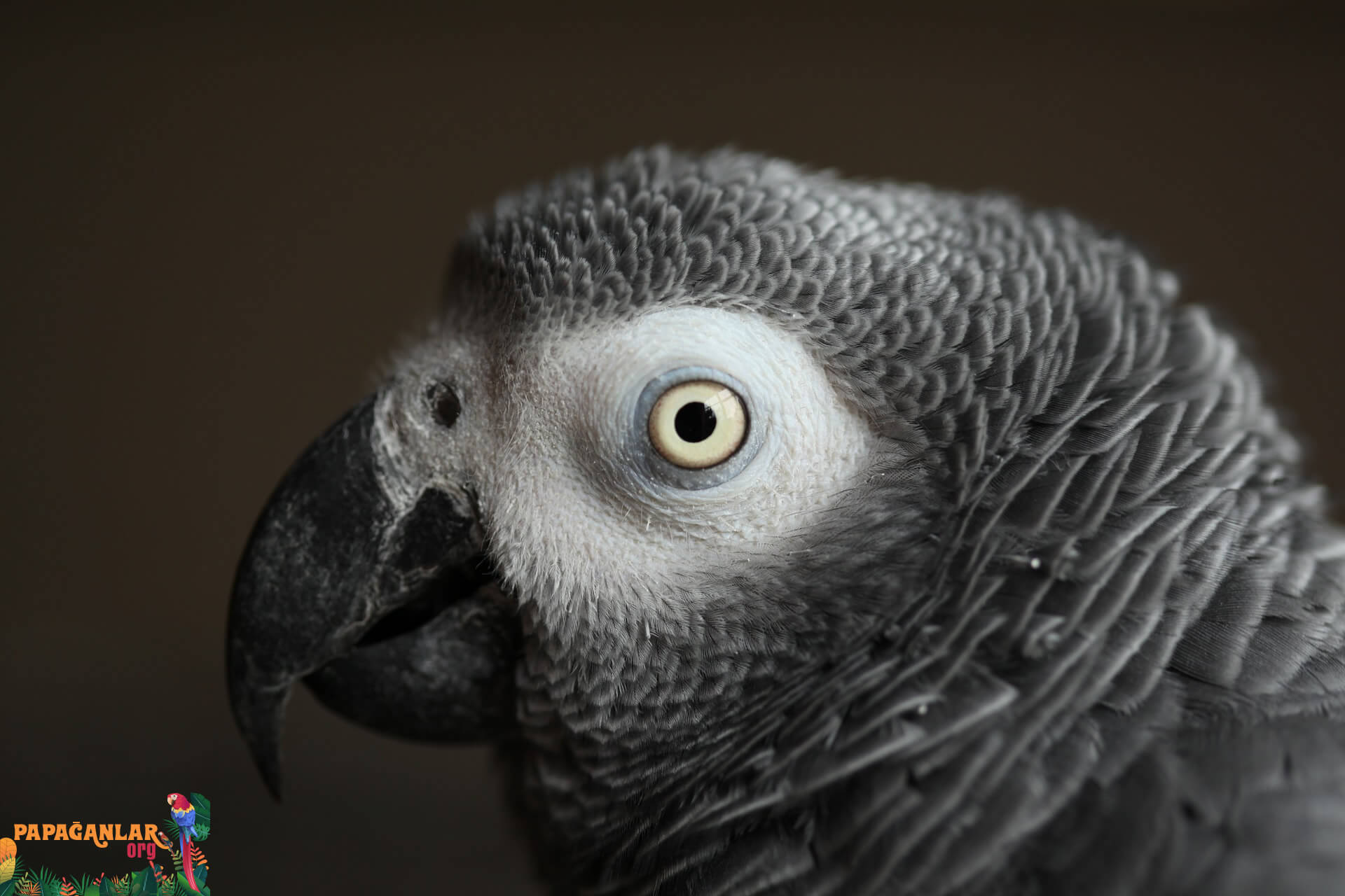 African Gray Parrot Feather Picking Problem