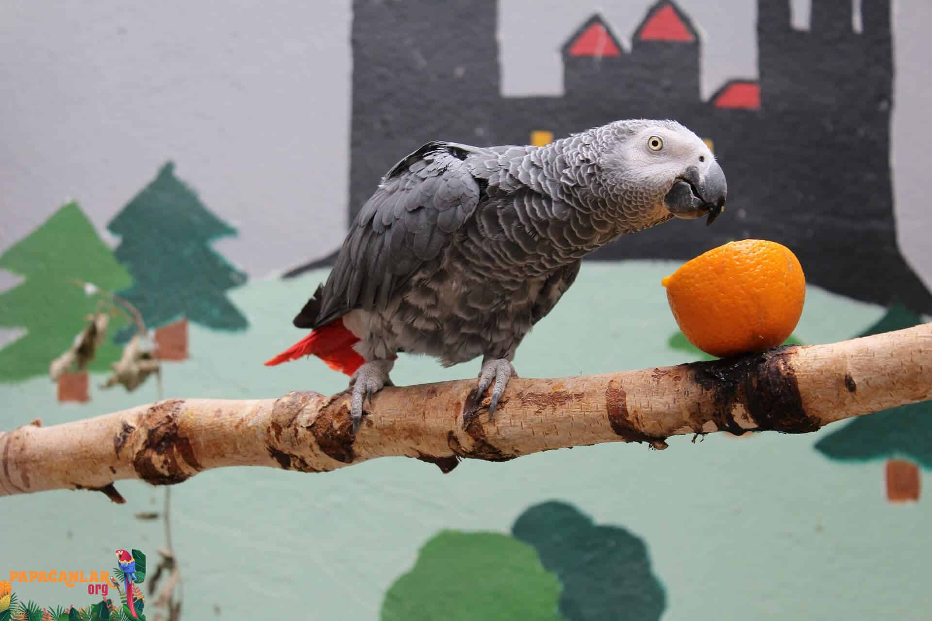African Gray Parrot Plucking