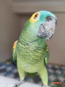mavi alınlı amazon papağanı özellikleri