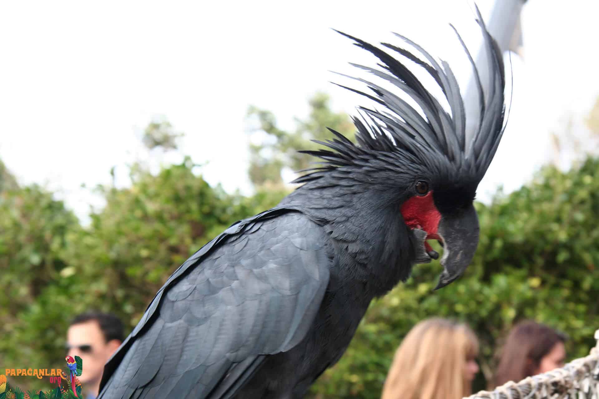 palm cockatoo bird