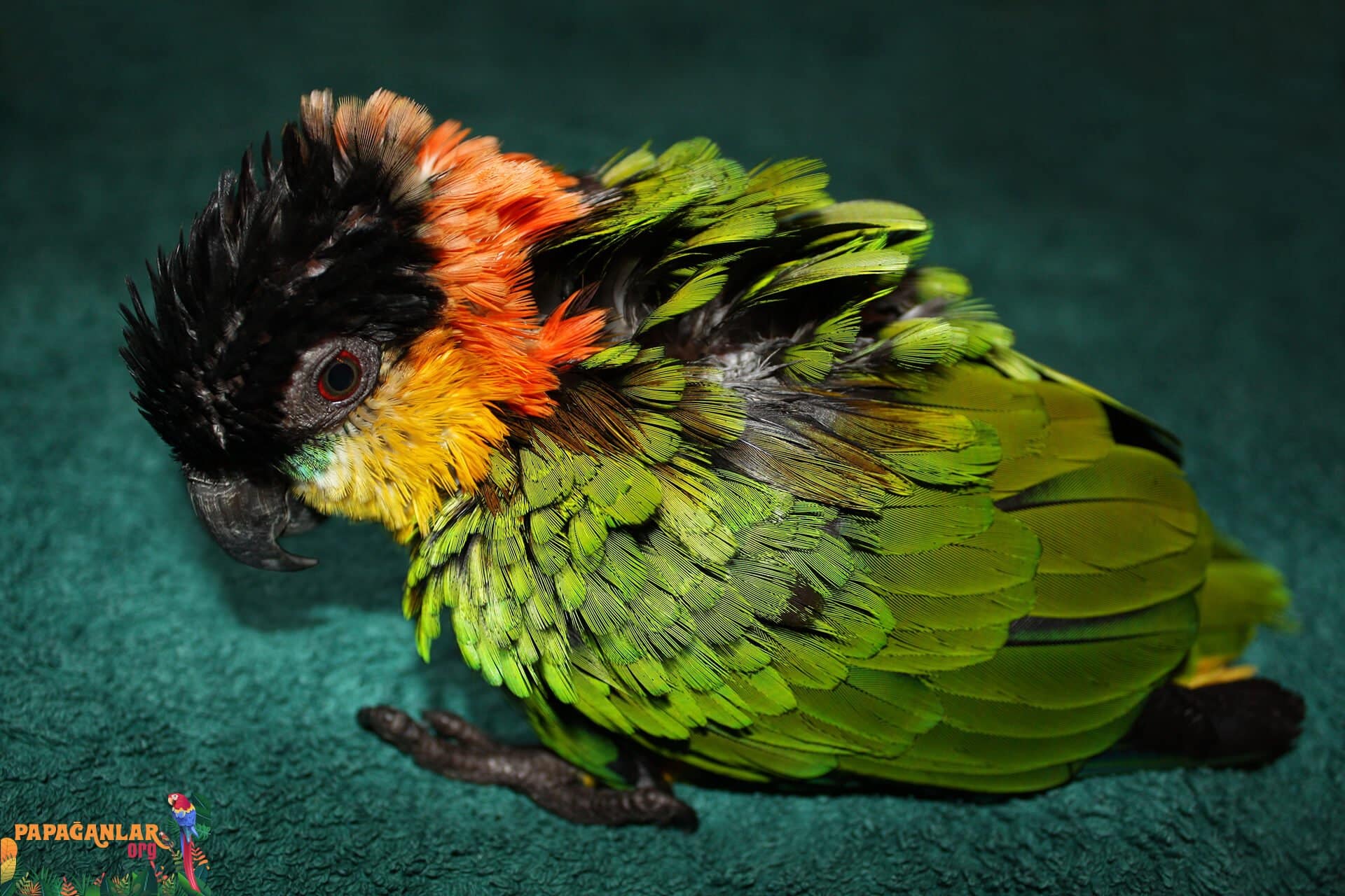 Psittacosis Parrot