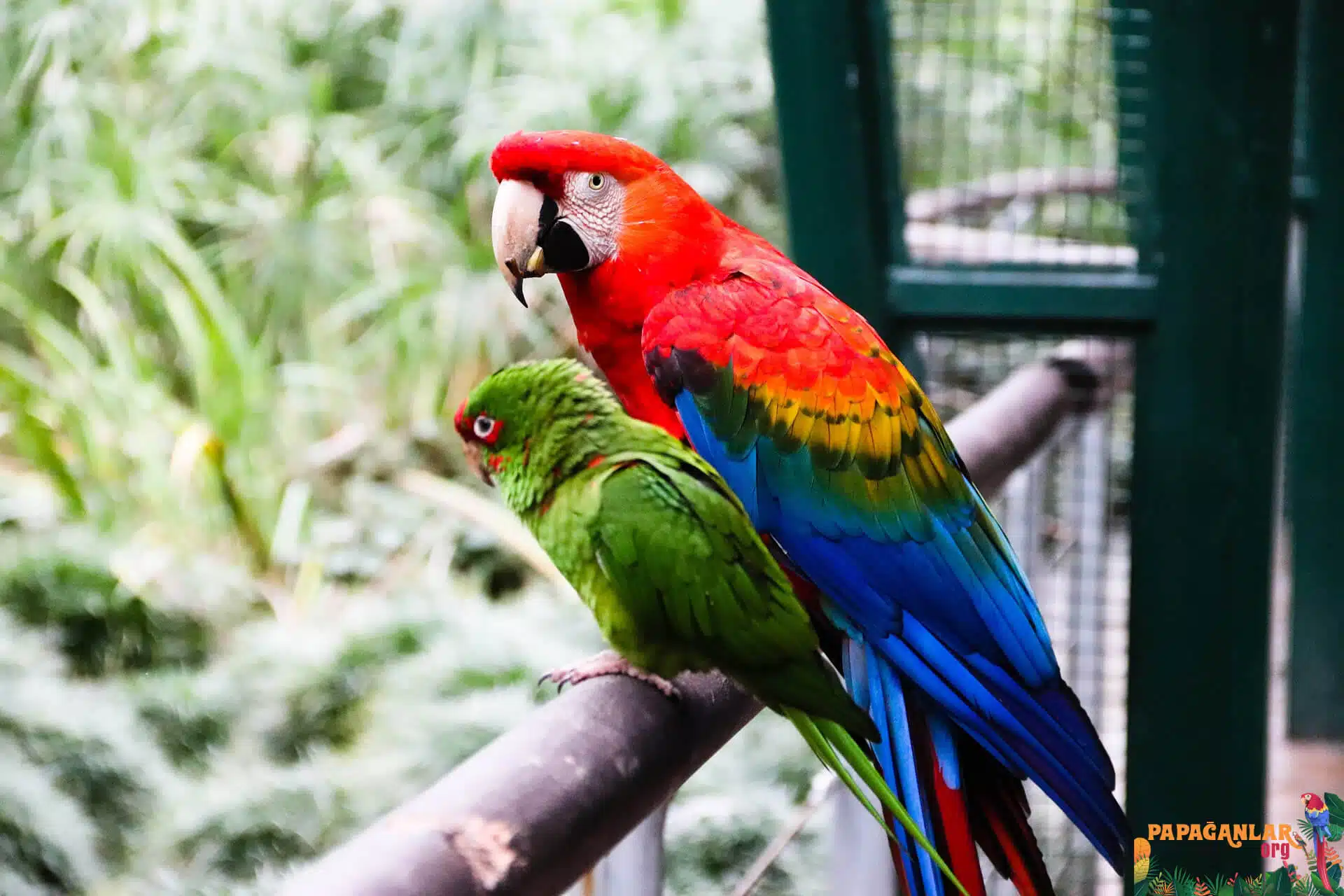 ara macaw