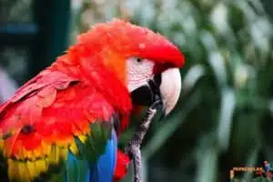 ara macaw fiyat