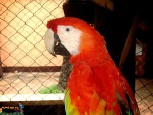 ara macaw kaç yıl yaşar
