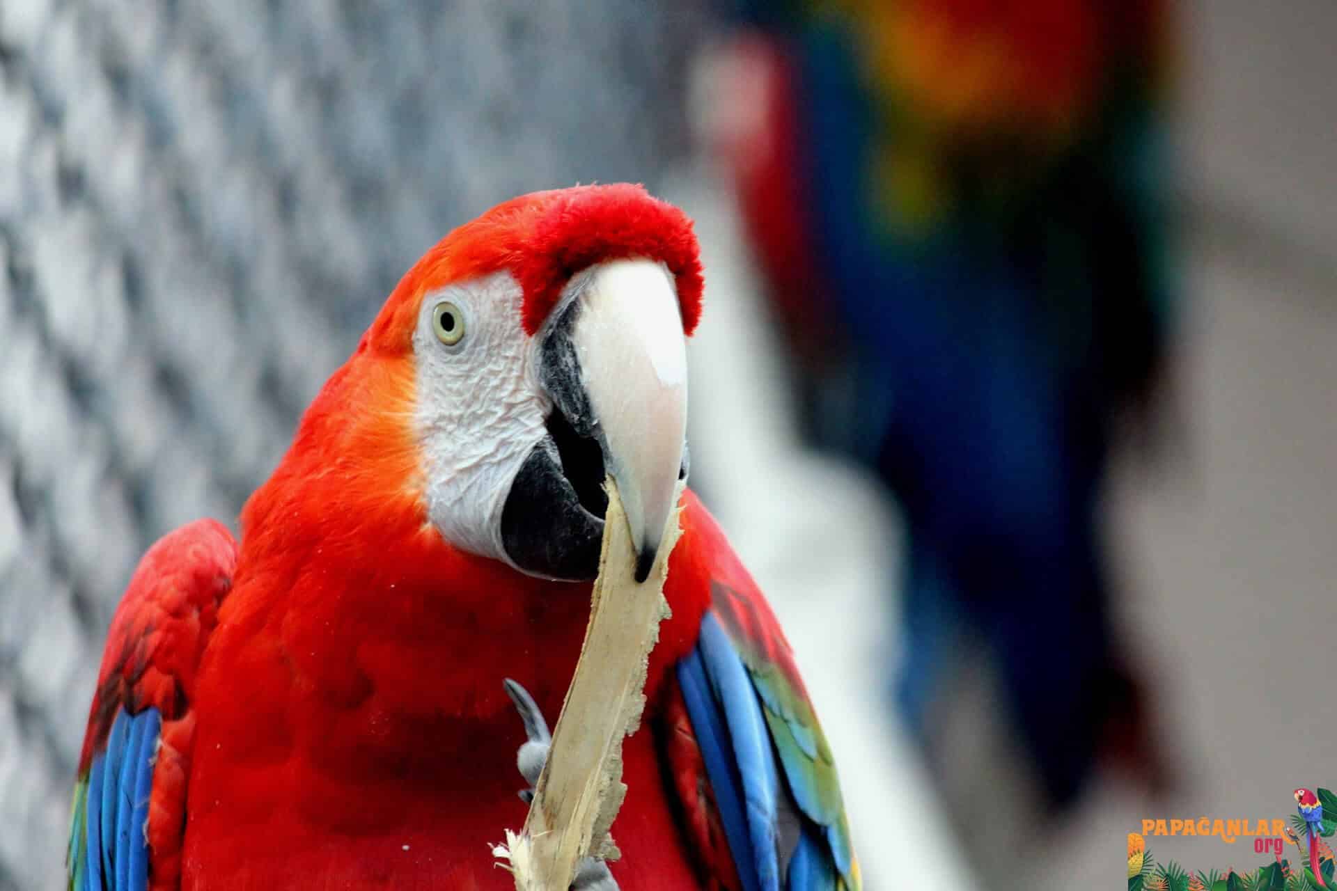ara macaw features