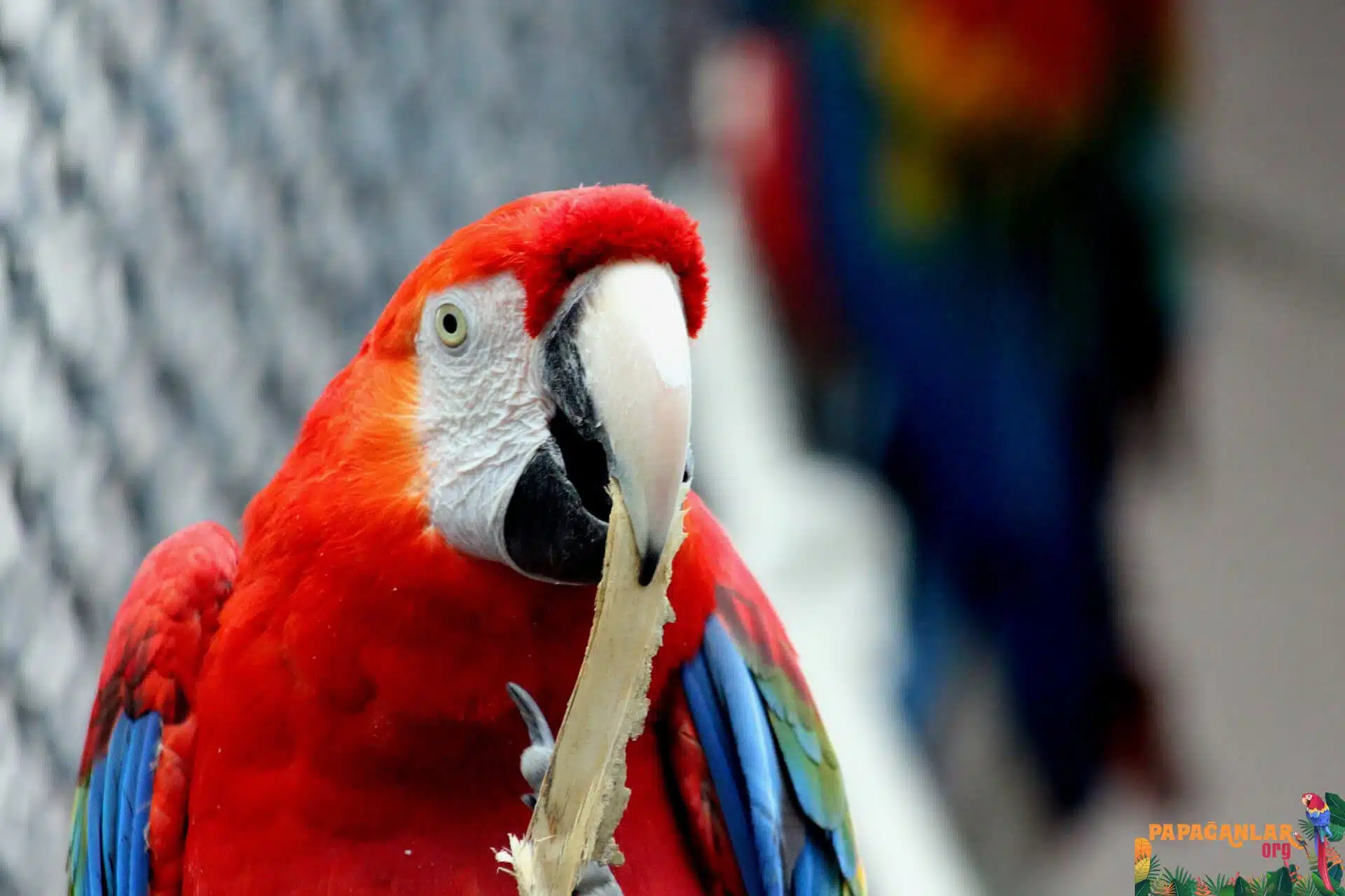 ara macaw özellikleri