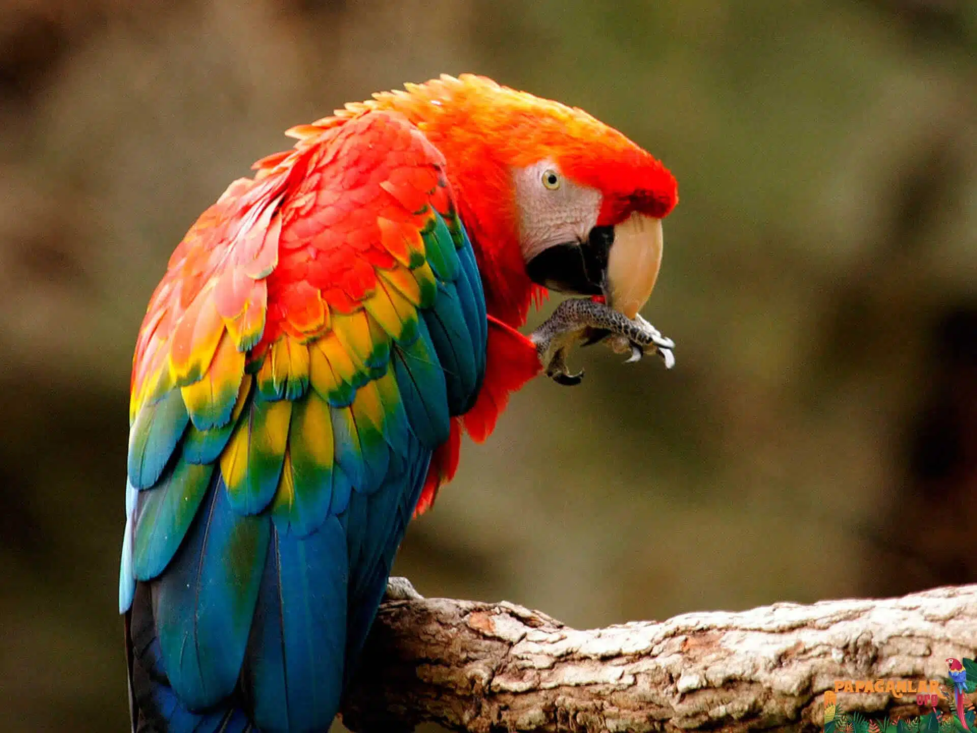 ara macaw papağanı bakımı