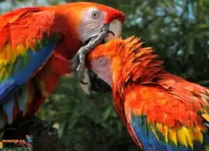 ara macaw papağanı konuşurmu