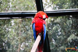 ara macaw papağanı özellikleri
