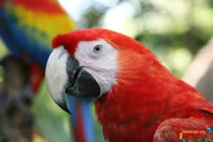 ara macaw papağanı üretimi