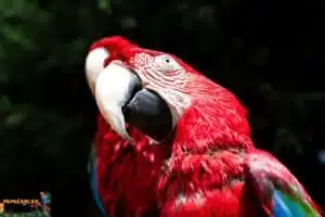 scarlet ara macaw