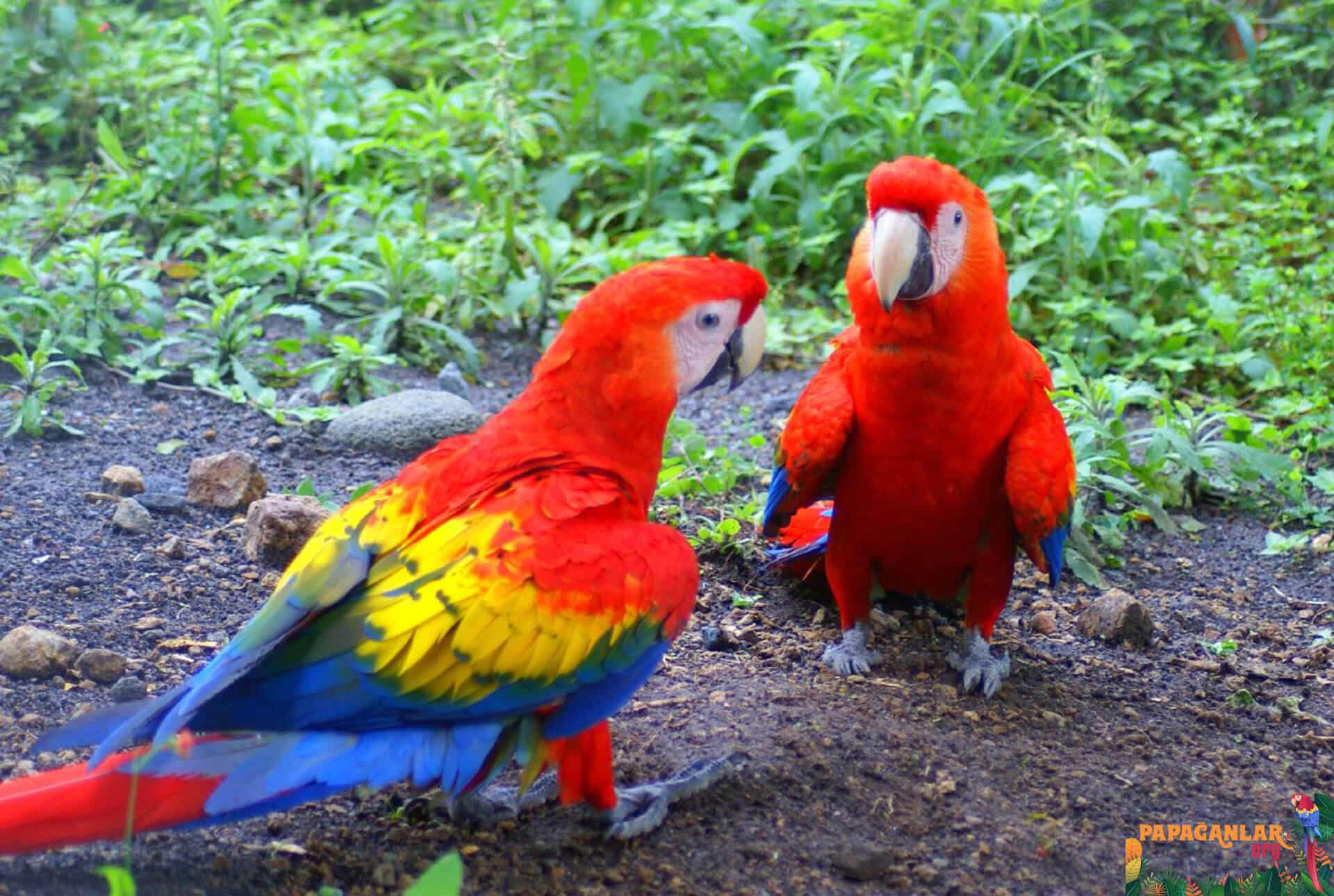 scarlet ara macaw satılık
