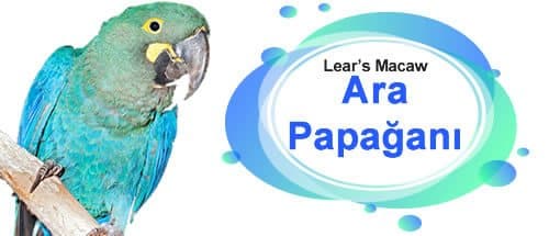 Ara Macaw