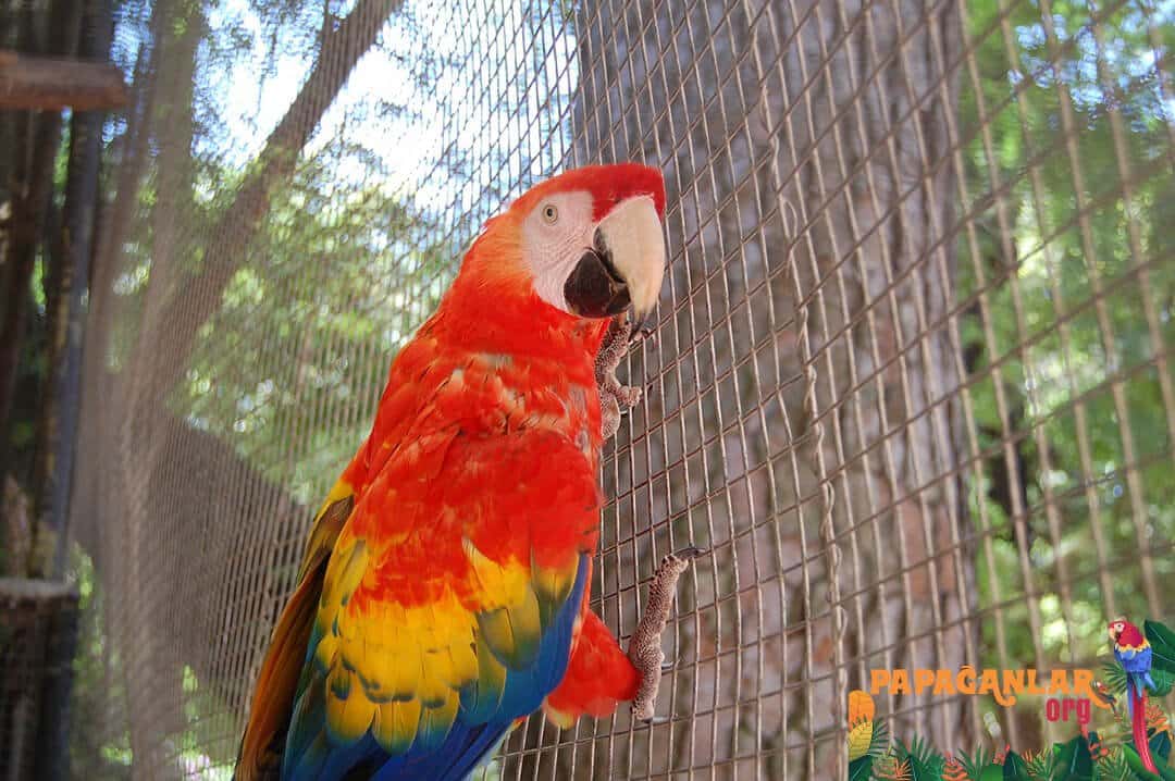 Büyük Kırmızı Amazon Papağanları
