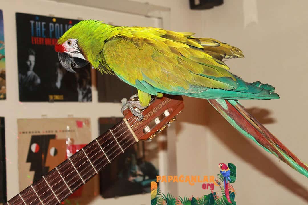 Big Yellow Amazon Parrots