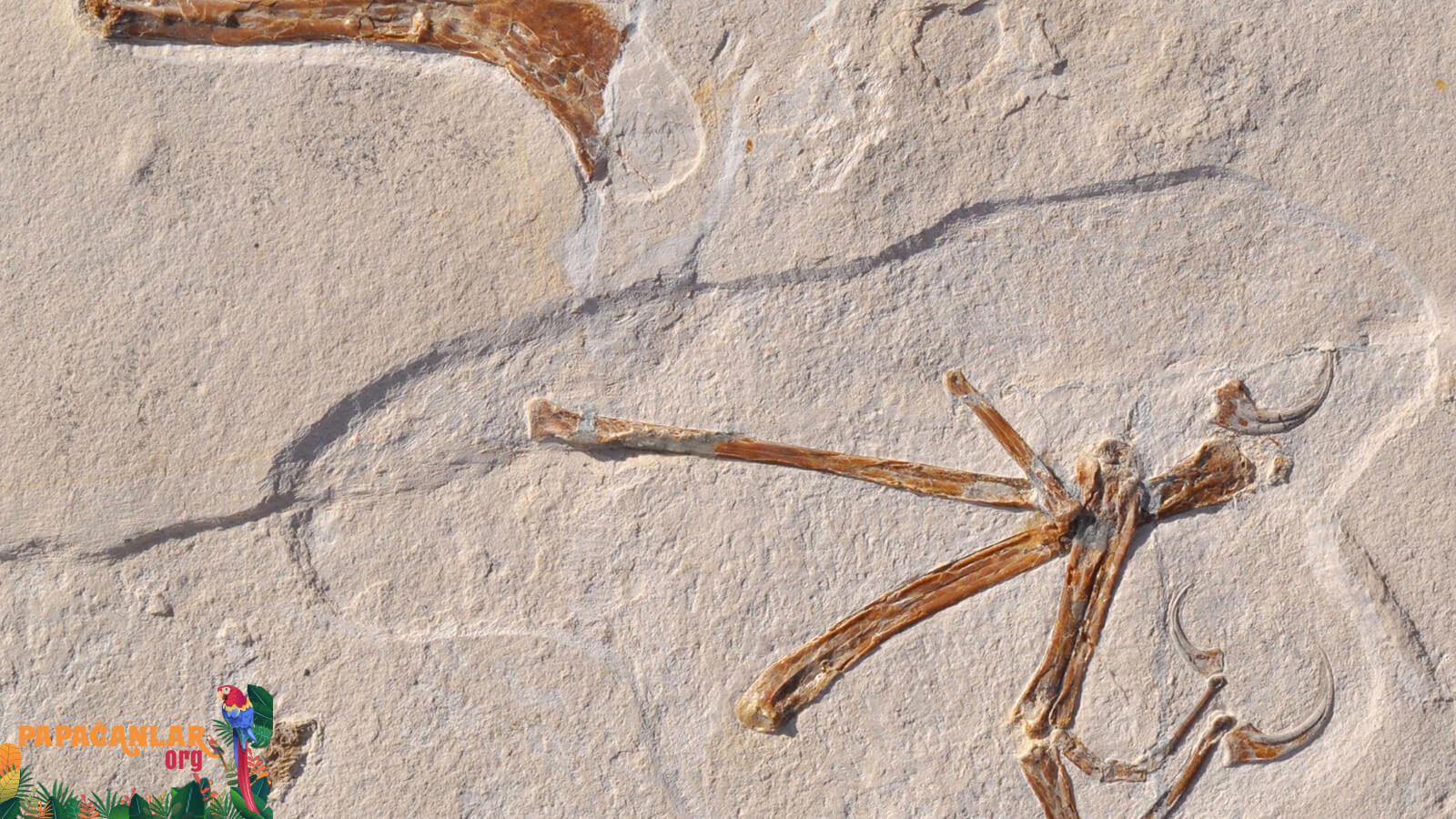 1-Meter-Riesenpapagei-Fossil gefunden