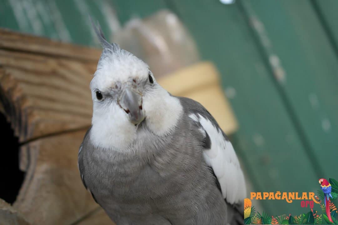 Gray Sultan Papağanları