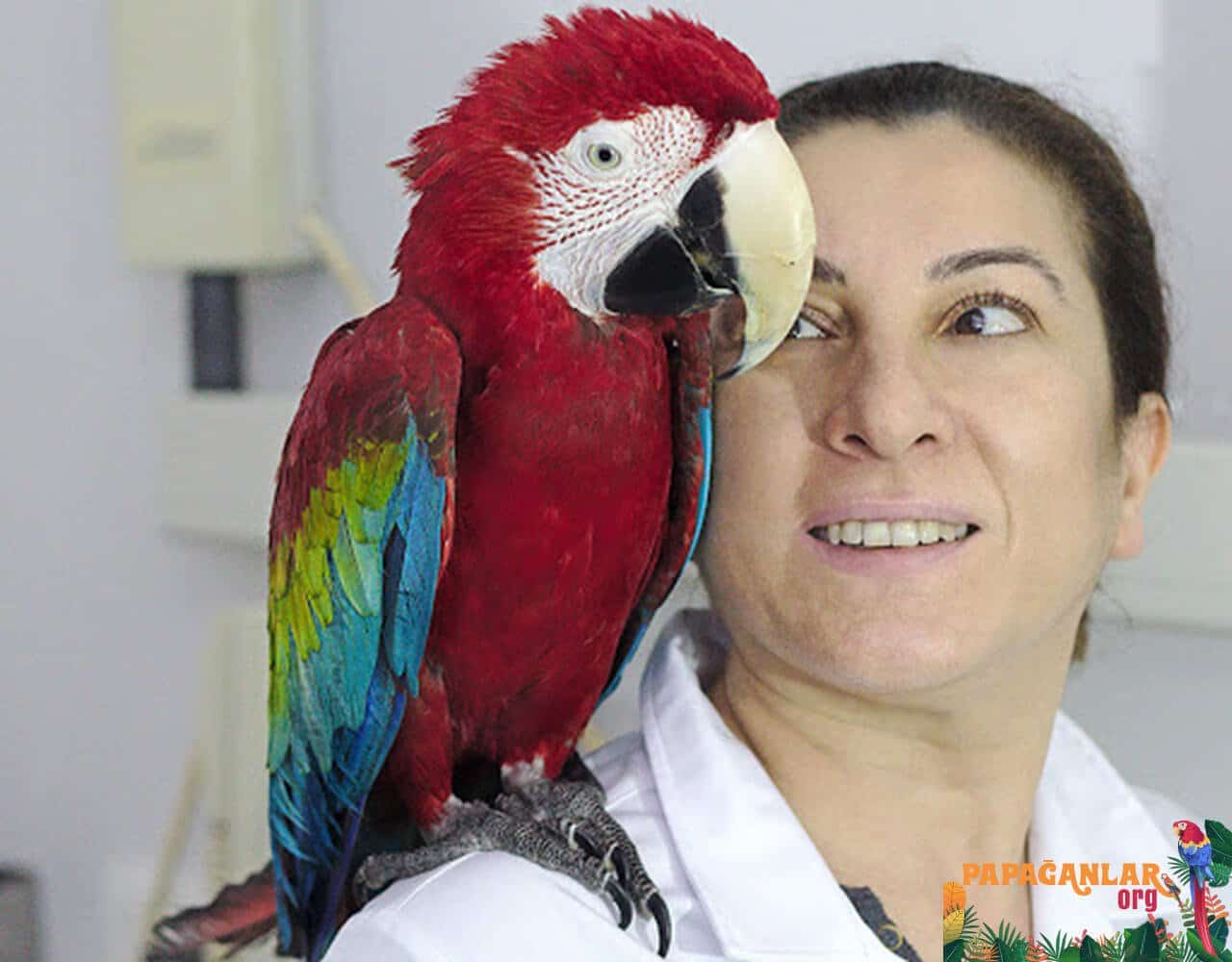 Symptome der Papageienkrankheit
