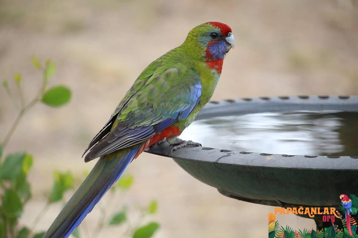 Do Parrots Die From The Heat?