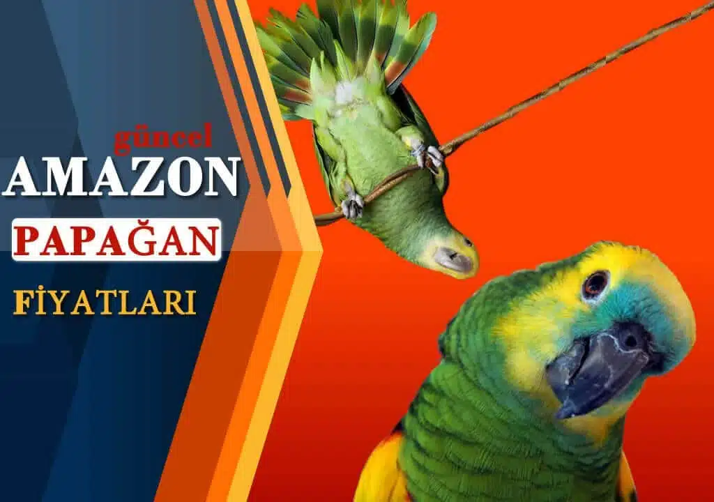 Amazon Papağan Fiyatları