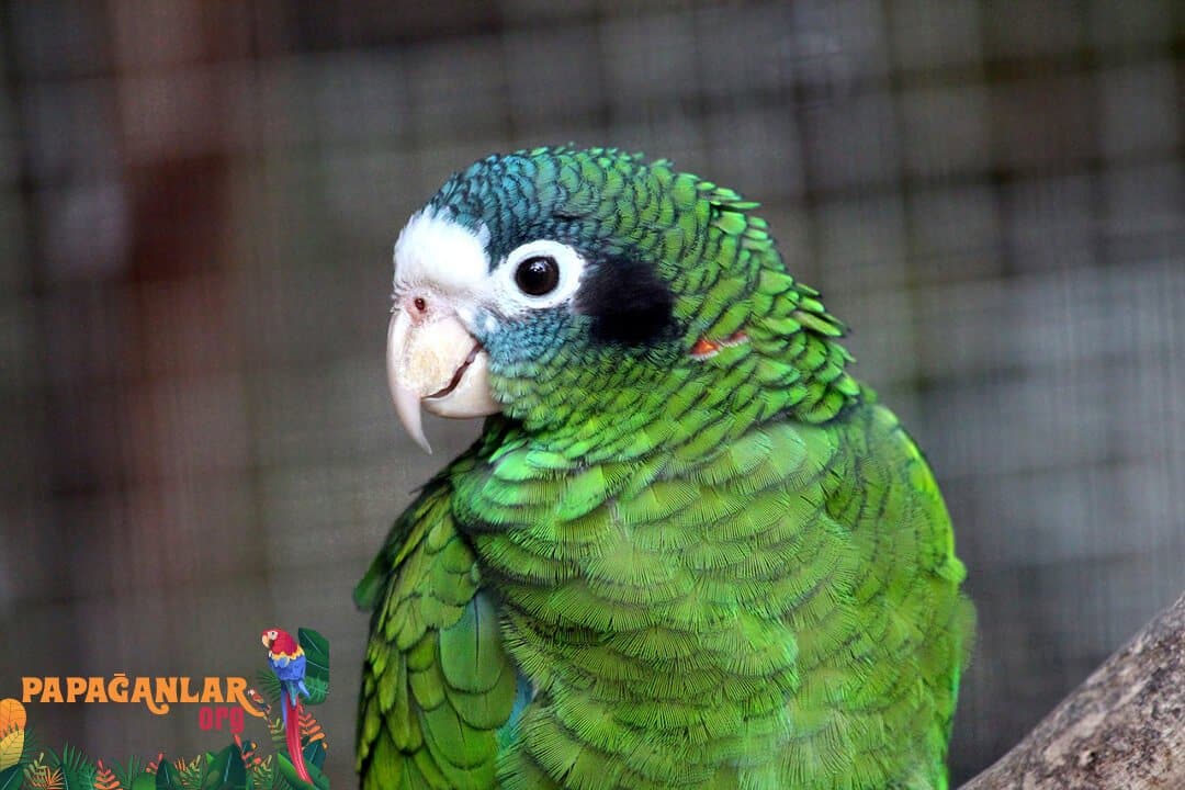 amazon papağanı fiyatları pet shop