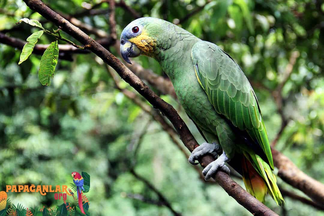 Amazonas Papagei Preise vom Besitzer
