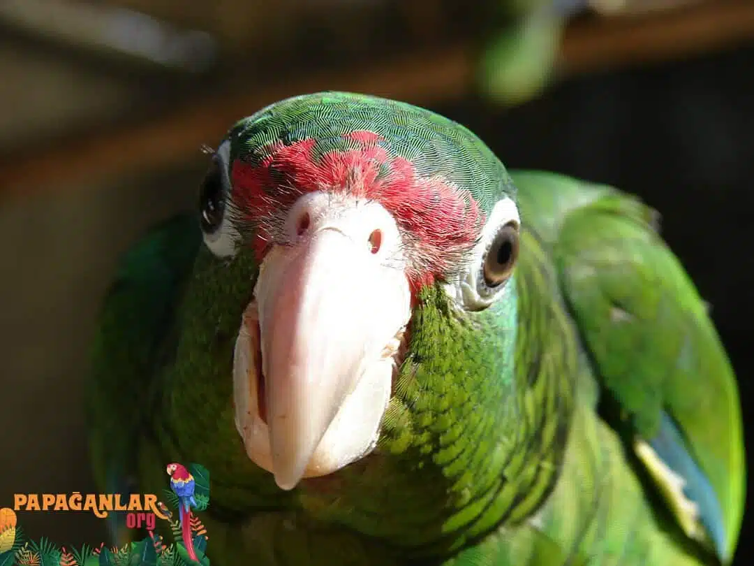amazon parrot prices