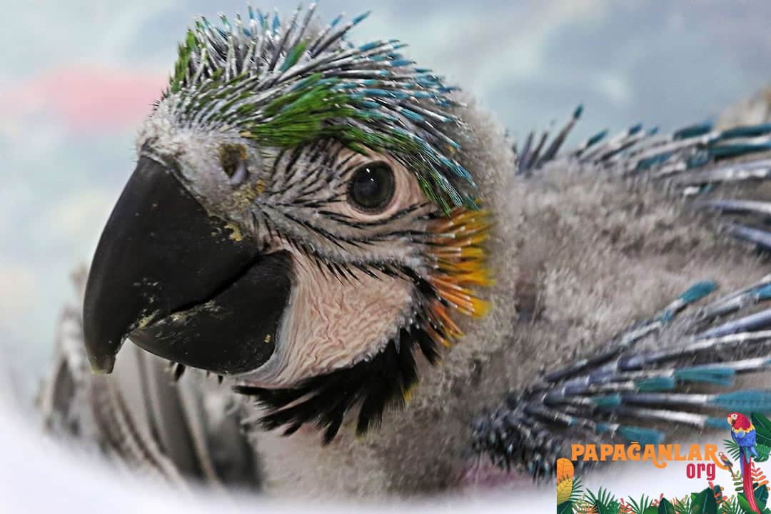 Ara Macaw Yavru Satılık