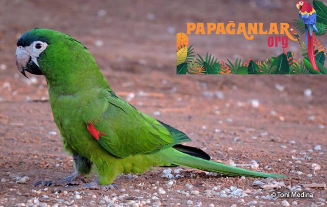 cüce ara macaw papağanı özellikleri