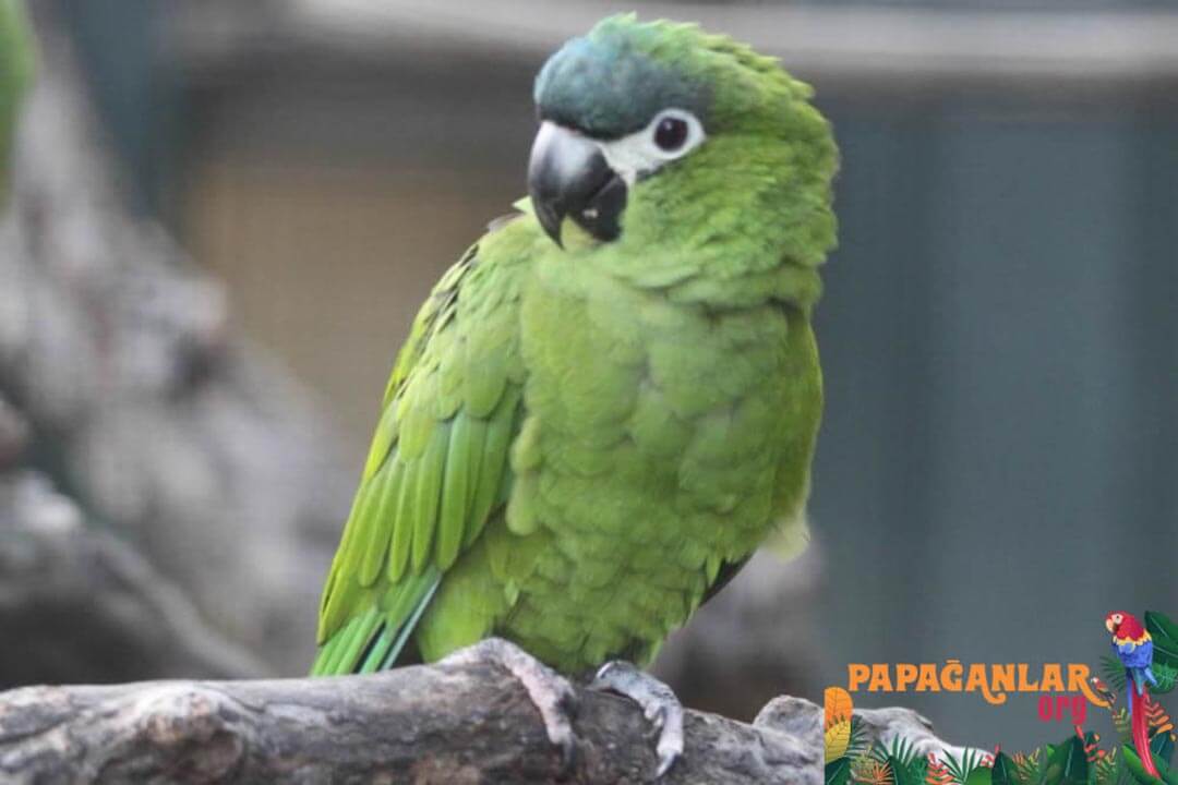 does dwarf macaw parrot talk
