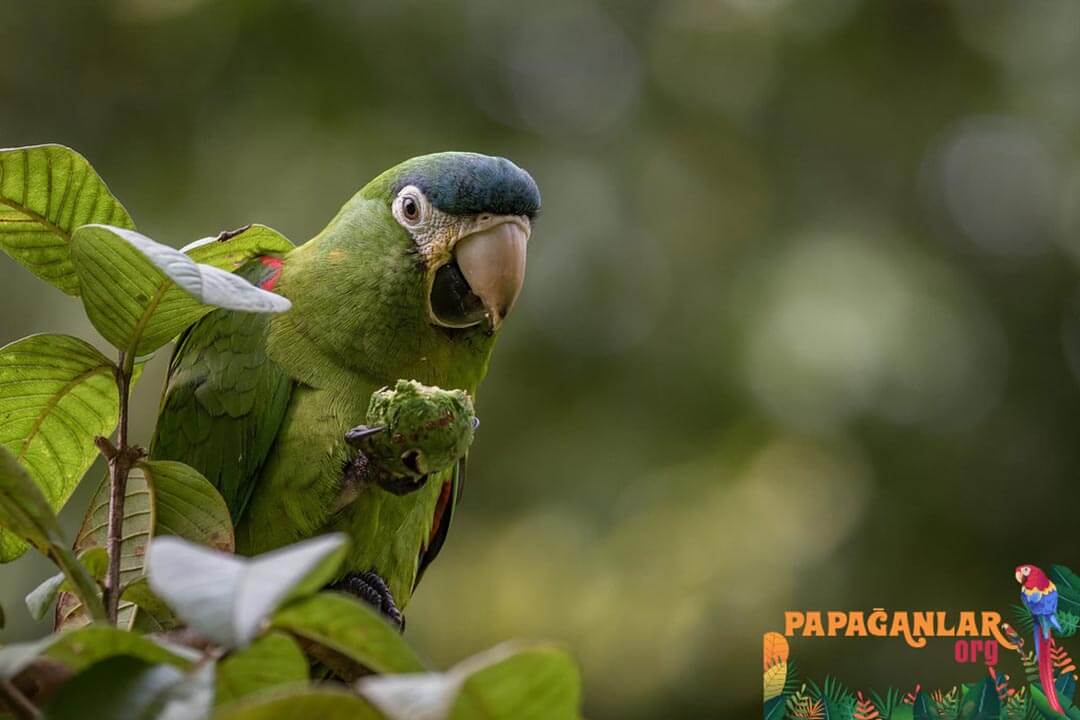 cüce macaw papağanı