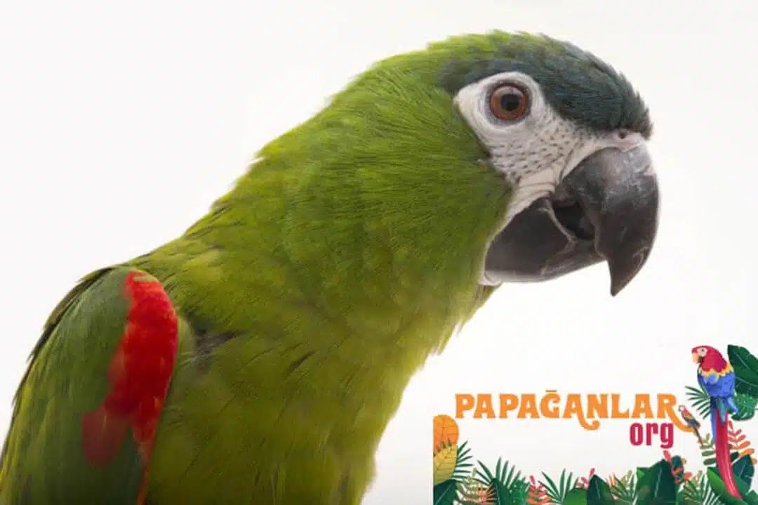 cüce macaw satılık