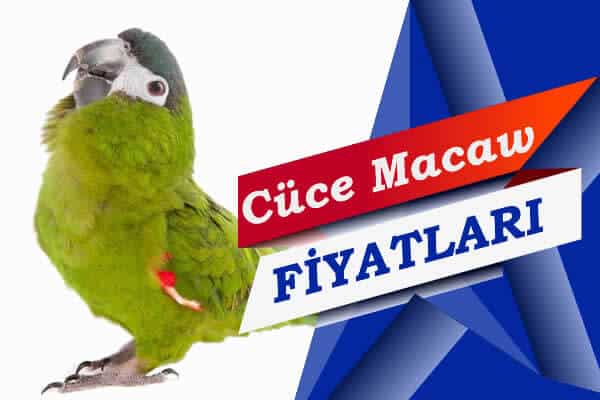cüce macaw