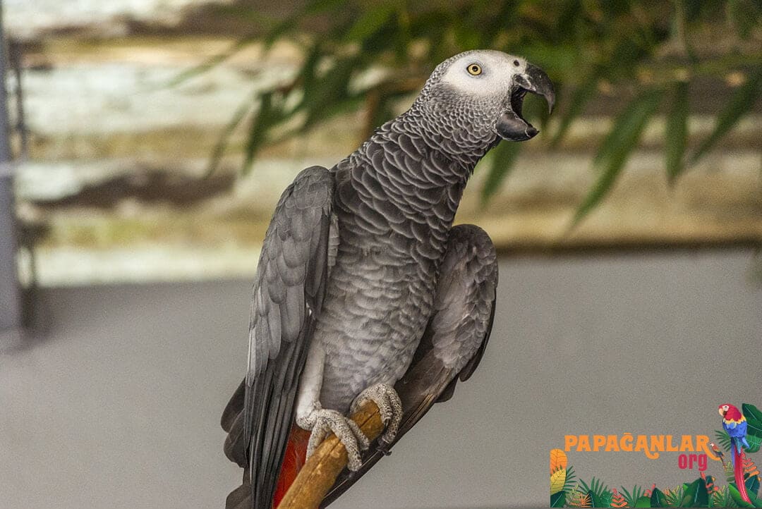 African Grey Parrot prices pet shop
