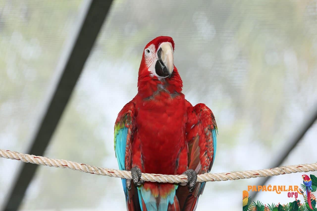 sprechender Papagei zu verkaufen