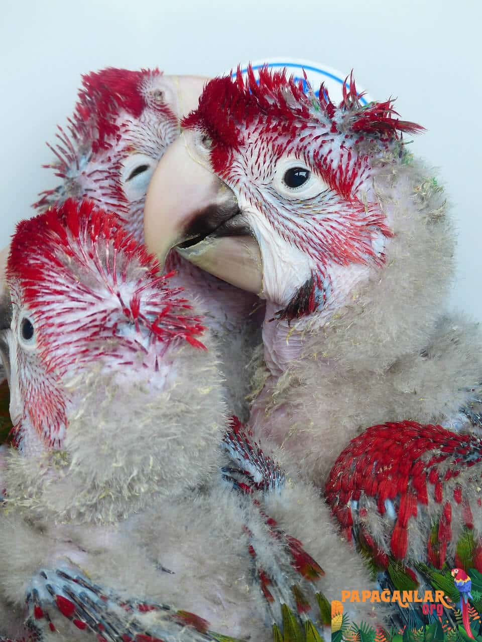 sahibinden satılık macaw papağanı fiyatları