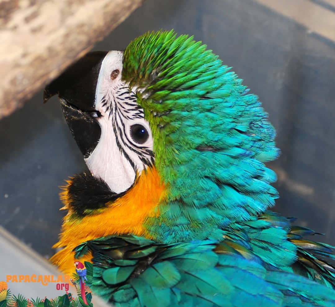 Macaw Papağanı Yavrusu Fiyatları