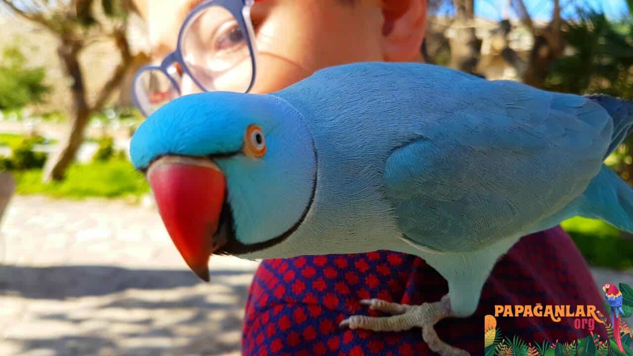Alexander parrot price
