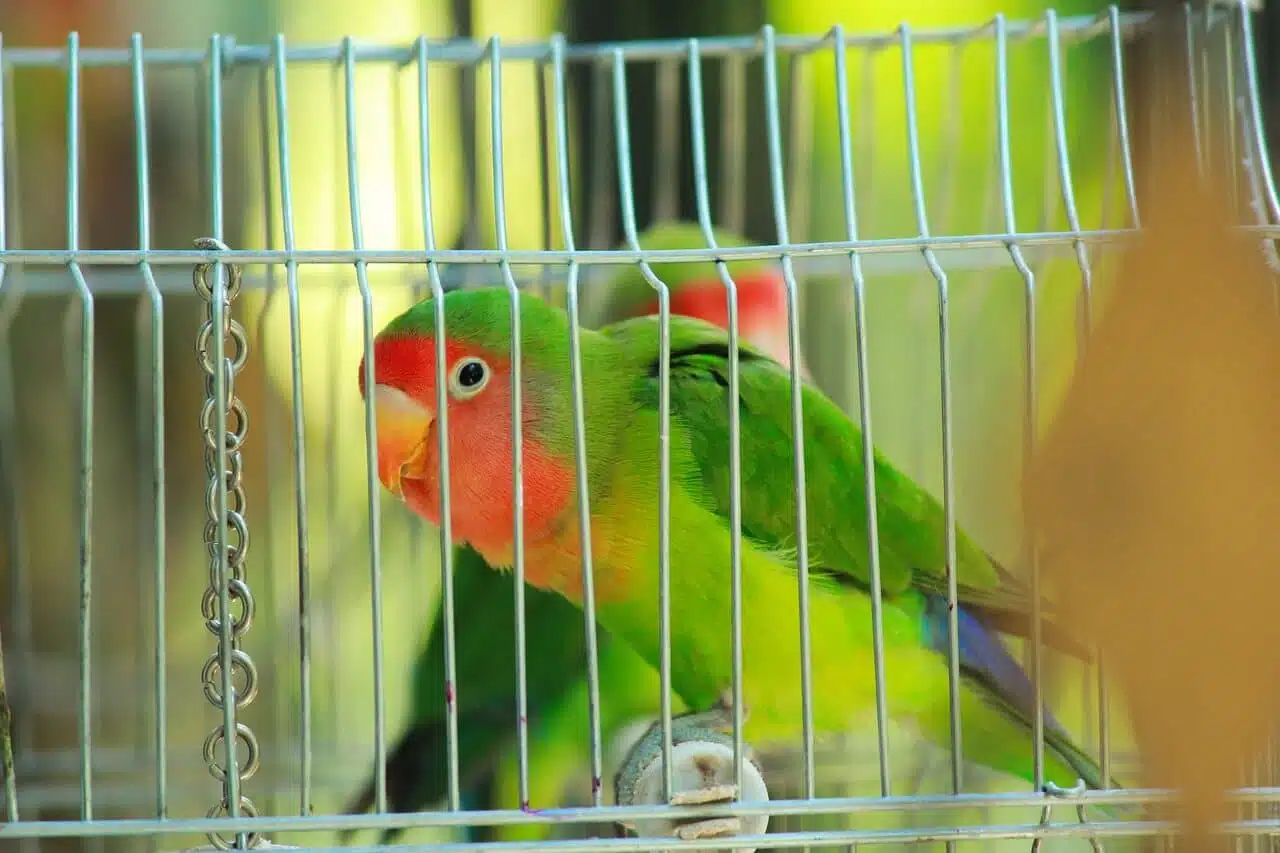 parrot prices lovebird